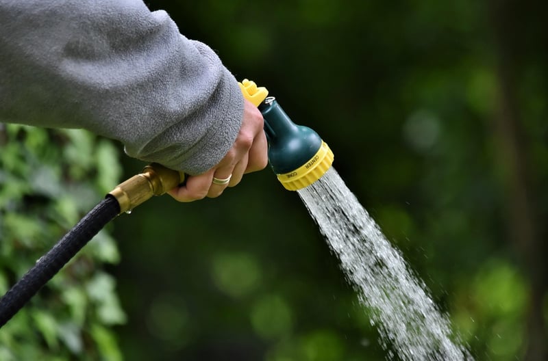 Summer Watering Strategies